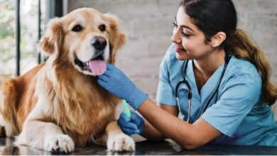 The Ultimate Checklist of Essential Services for Pet Owners The Ultimate Checklist of Essential Services for Pet Owners